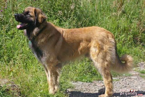 Leonberger Razno Pas Moj Prijatelj Sve O Psima Na Jednom Mestu Obuka Pasa Nabavka Pasa Prodaja Pasa Udomljavanje Parenja Rase Pasa