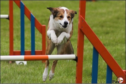 Agility-priprema psa